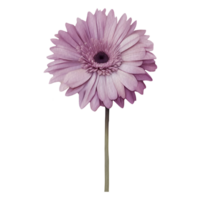 AI generated flowers  clipart,generative ai. png