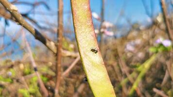 Black ants crawling around on a tropical plant Mexico. video