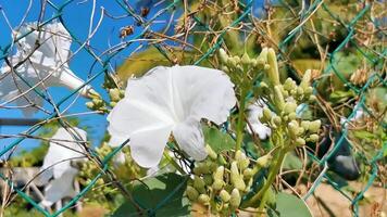 White tropical exotic flowers and flowering outdoor in Mexico. video