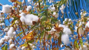 blanc coton sur arbre ou plante dans puerto escondido Mexique. video