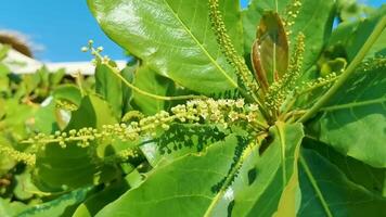 Tropical tree Terminalia catappa sea almond nuts seeds leaves Mexico. video