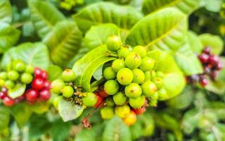 rojo Fruta bayas en tropical arbusto planta árbol México. foto