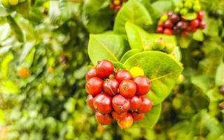 Red fruit berries on tropical bush plant tree Mexico. photo