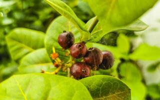 Red fruit berries on tropical bush plant tree Mexico. photo