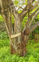 Large tropical tree plant in Puerto Escondido Mexico. photo