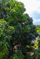 grande tropical árbol planta en puerto escondido México. foto