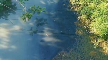 grüne schöne tropische fluss-süßwasserlagune in puerto escondido mexiko. video