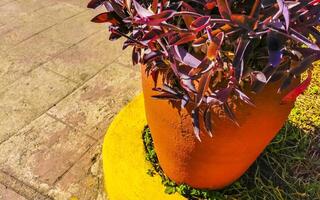 Tropical red pink purple plant in Puerto Escondido Mexico. photo