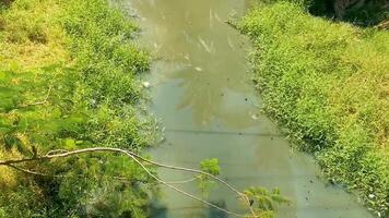 belle lagune d'eau douce de rivière tropicale verte à puerto escondido mexique. video