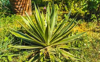 Tropical exotic green ornamental plant flower in Mexico. photo