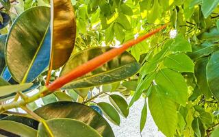 Tropical tree red leathery leaves in Puerto Escondido Mexico. photo