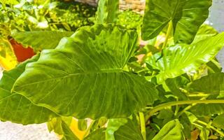 tropical exótico verde ornamental planta flor en México. foto