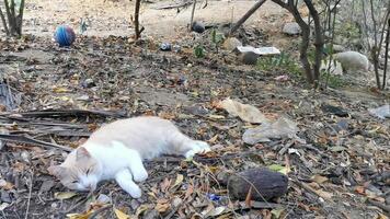 carino vagante gatto addormentato e rilassante al di fuori nel gratuito natura. video