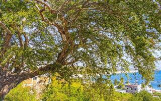 grande tropical árbol planta en puerto escondido México. foto