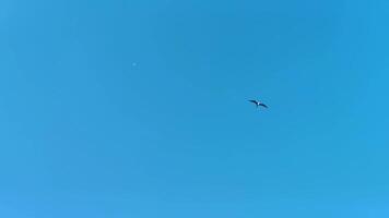 Fregat birds flock fly around the moon blue sky Mexico. video