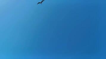 Fregat birds flock fly around the moon blue sky Mexico. video