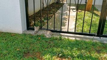 mignonne égarer chat en train de dormir et relaxant à l'extérieur dans gratuit la nature. video