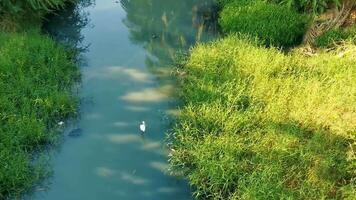 großartig Weiß Reiher Gehen um im tropisch Sumpf Fluss Mexiko. video