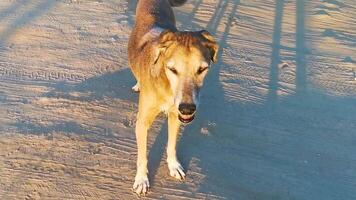 streunender hund schläft und entspannt sich auf der straße in mexiko. video