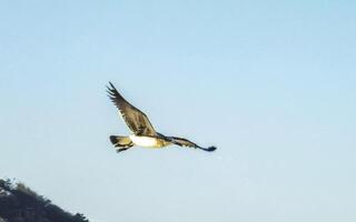 Beautiful pelican bird pelicans birds flying in the sky Mexico. photo