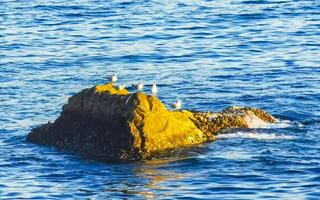 gaviotas aves sentado en cagado rock en el mar México. foto