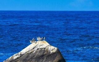 gaviotas aves sentado en cagado rock en el mar México. foto