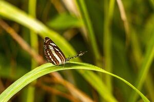 Tropical brown orange blue butterflies butterfly insect Chiang Mai Thailand. photo