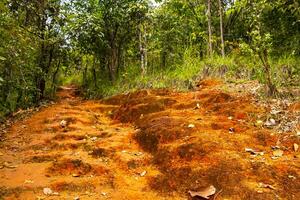 Tropical jungle forest hiking trails nature mountain Chiang Mai Thailand. photo