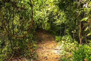 Tropical jungle forest hiking trails nature mountain Chiang Mai Thailand. photo