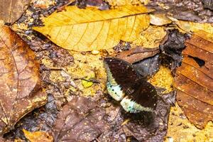 Tropical brown orange blue butterflies butterfly insect Chiang Mai Thailand. photo