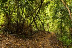 Tropical jungle forest hiking trails nature mountain Chiang Mai Thailand. photo