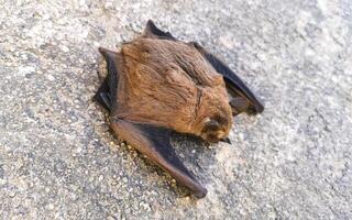 Dead bat on the ground in Puerto Escondido Mexico. photo