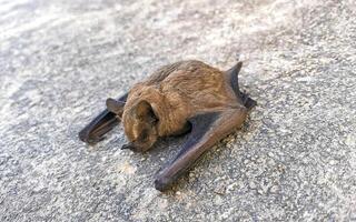muerto murciélago en el suelo en puerto escondido México. foto