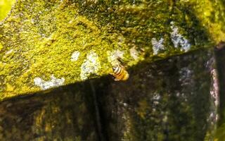 Small bees at the green fountain stones rocks Mexico. photo