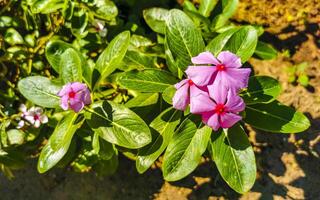 Pink red purple flowers plants in tropical forest nature Mexico. photo