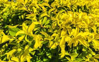 tropical exótico verde ornamental planta flor en México. foto