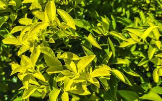 tropical exótico verde ornamental planta flor en México. foto