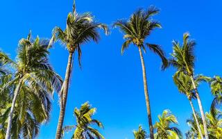 Tropical natural palm trees coconuts blue sky in Mexico. photo