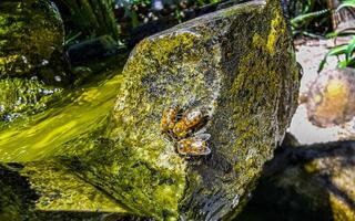 Small bees at the green fountain stones rocks Mexico. photo