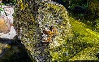 Small bees at the green fountain stones rocks Mexico. photo