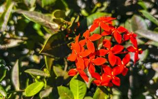 Red orange yellow flowers plants in tropical forest nature Mexico. photo