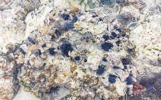 largo espinado mar pilluelo erizos corales rocas claro agua mexico foto