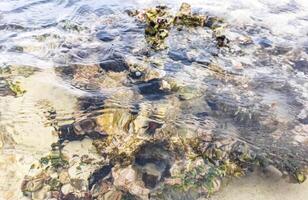 Long spined sea urchin urchins corals rocks clear water Mexico photo