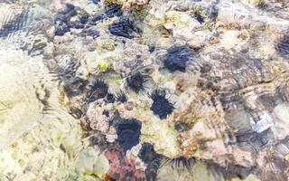 largo espinado mar pilluelo erizos corales rocas claro agua mexico foto