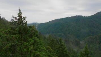 Aerial view of foggy forest landscape in mountains video