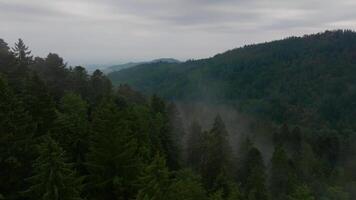 Overhead Drohne Aussicht von Nebel im Berg Wald video