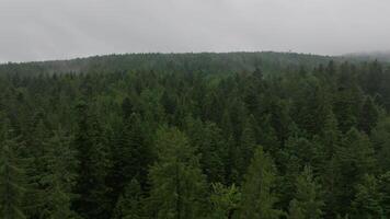 Aerial footage of fog over forest on cloudy day video