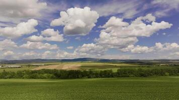 antenne filmische links naar Rechtsaf beweging over- zonnebloem veld- video