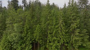 aereo cinematico salire sopra denso foresta video