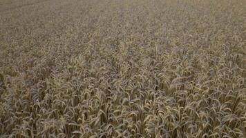 Aerial view of wheat field at low altitude video